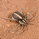Ammoxenus amphalodes female